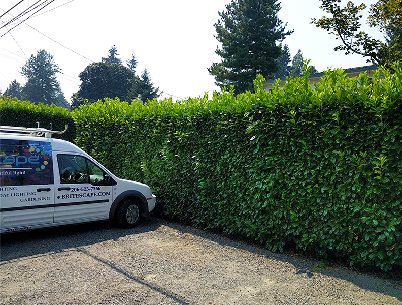 Why is Hedging Season in August? Why is Hedging Season in August?