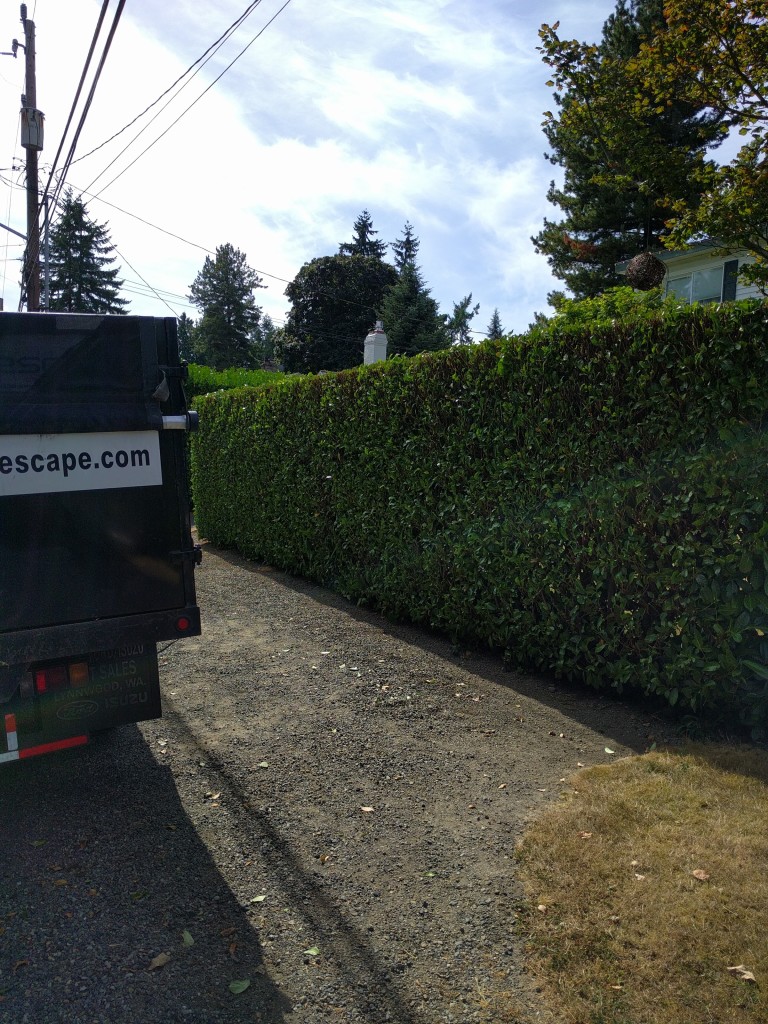 Even out for a clean, straight hedge