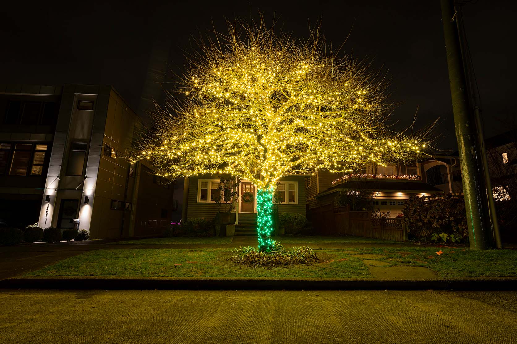Tree in a front yard wrapped in warm yellow lights at night, with a green-lit trunk and suburban houses in the background.