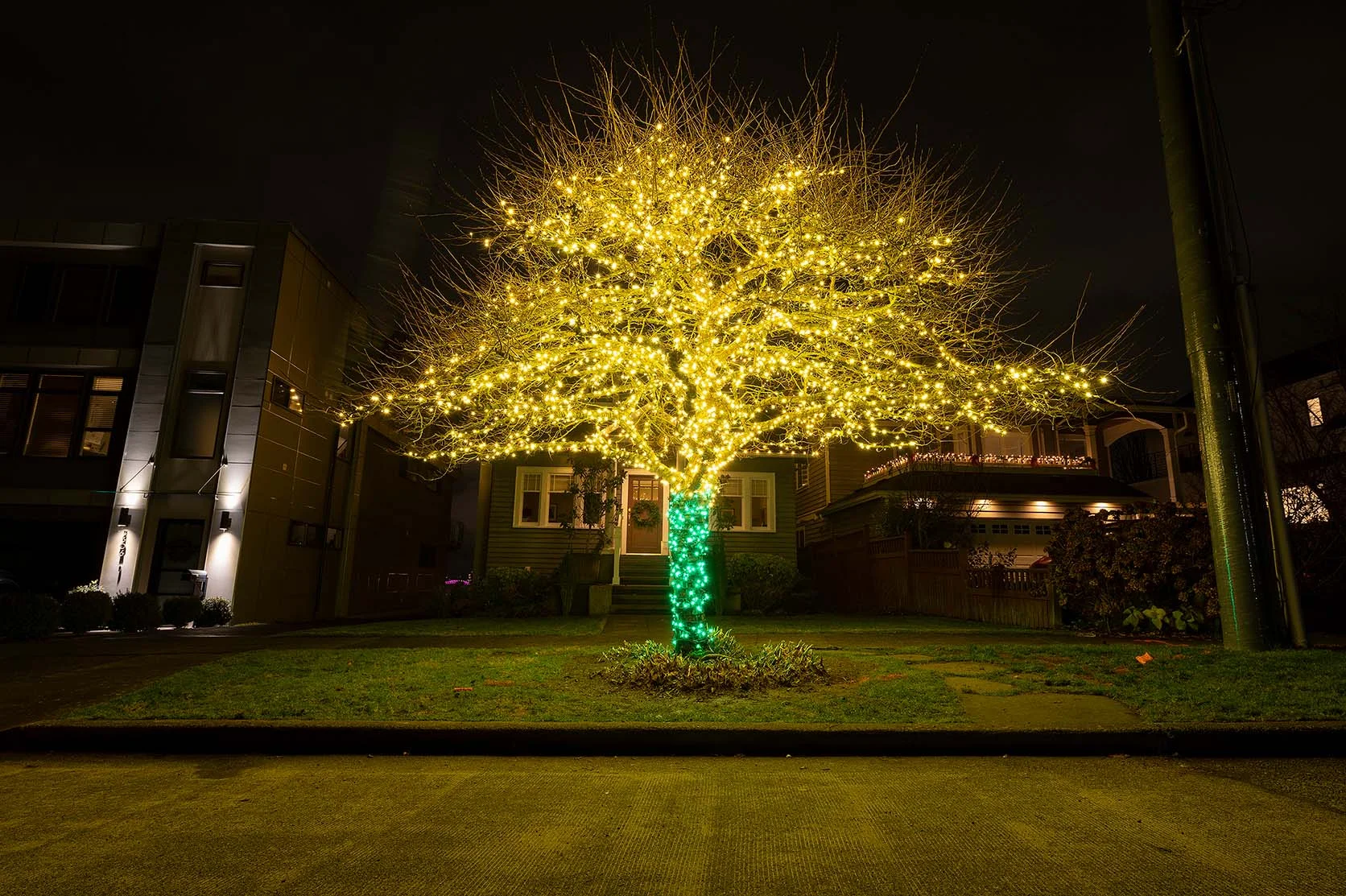 Tree in a front yard wrapped in warm yellow lights at night, with a green-lit trunk and suburban houses in the background.